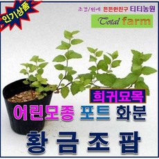 93e5311ca2db1cd00ec8dd30db79df362832f19190e7f07efb9b06870453.jpeg