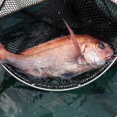국내 자연산 손질 참돔 1마리 220g내외 5미 10미, 02.국내산참돔5팩(1미200g), 1개