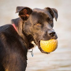 지아지조볼풀공