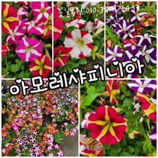 사피니아