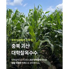 [농부몰] 괴산 대학찰옥수수 20개/30개 다이어트 산지직송, 20개