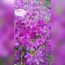 철쭉 묘목(영산홍 자산홍 백철) 30~40cm가량판매, 20주