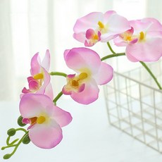 호접란부케