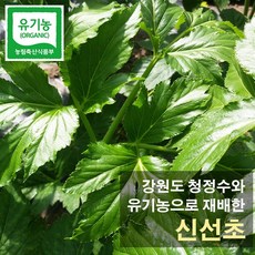 치악산 유기농 신선초 2kg 녹즙용, 1박스