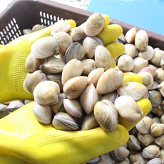 활 모시조개 봉골레조개 조개탕 파스타용, 활 모시조개1kg, 1개