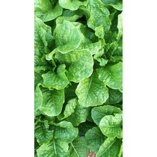 국내산 직재배 싱싱 청상추, 1개, 3kg