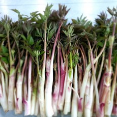 자연산 참두릅 땅두릅, 500g, 8개