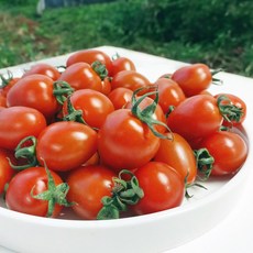 [싱싱냠냠] GAP 인증 대추 방울토마토, 1박스, 4kg