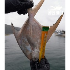 병어 500g (2-4미 이내) 회/조림 자연산 손질병어 생물 횟감 제철, 1개