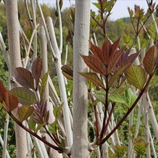 묘목/들메나무 포트묘 TM001