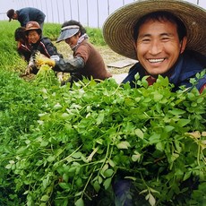 청도친환경무농약한재미나리1kg봄나물당일수확