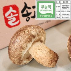 국내산 무농약 송이맛 표고버섯 솔송고버섯 송암버섯 1kg, 버섯키우기세트(2입)