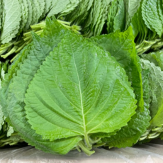 밀양 깻잎 500g 국산 산지 직송 경상남도 밀양 깻잎 장아찌용 경남 국내산 찹찹이, 1개