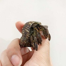 아이사이언스에듀 러그소라게 [중 1마리] 소라게키우기 소형소라게, 1개