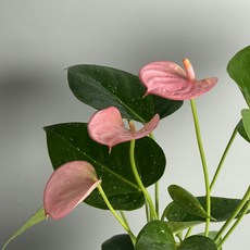 안스리움 바닐라 식물만 기본마사 안시리움 수경재배식물, 로얄핑크, 1개