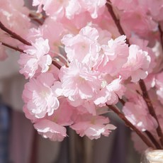 추천4군산벚꽃