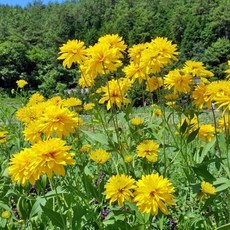 겹 삼잎국화 모종 3개 12센티 화분 묵은주 야생화 키다리나물