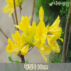 착한가격 나무생각 / 황철쭉 / 30cm / 5주, 5개