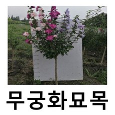 무궁화나무 묘목 삼색무궁화 겹꽃 스탠다드형