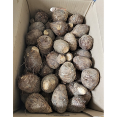[재구매율 베스트] 국내산 싱싱한 곡성 햇 토란(특) 400G 1KG 피토란 생토란, 1개