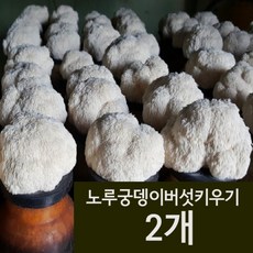 노루궁뎅이버섯키우기- 2개묶음-면세, 2개