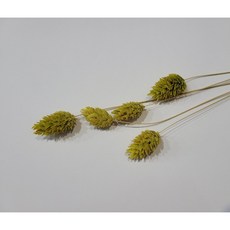 에피파니플라워