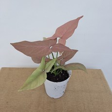 싱고니움핑크스팟