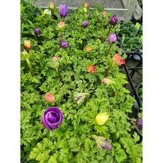 추천2 아네모네