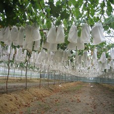 부직포과수봉지