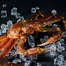(오늘도 씨푸드) 활 대게, 1마리, 1kg~1.1kg