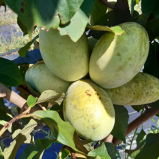 산지직송 국내산 고당도 포포열매 이색과일, 1kg(최상품), 1개 - 포포네