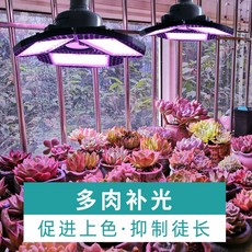 햇빛아래식물등