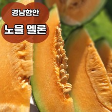 [6월 9일부터 순차발송 ] 노을 멜론 칸탈로프멜론 메론 고당도 레드멜론 제철과일