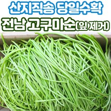 산지직송 당일수확 고구마줄기 고구마순 청대 1kg 2kg 4kg