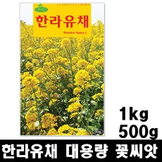 한라유채 씨앗 500g 1kg 대용량 유채꽃 씨앗