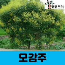 모감주 실생1년 - 활엽수 . 조경수 . 관상수 . 원예조경 나무, 5개