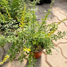 추천5미나리초무침