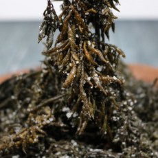 도곡시장전라도반찬