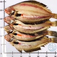 당일조업 감포 반건조생선 기름가자미 미주구리 물가자미 가자미 식해 구이 조림, 1개, 감포 반건조 기름가자미(물가자미)/왕특대Size3~4미