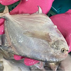남해안 자랭이 병어 산지직송, 1박스, 1kg(구이조림)