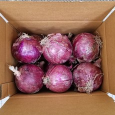 단단한 무안 빨간 햇양파 3kg 5kg 10kg 소(장아찌용) 2024년, 빨간양파 10kg소(장아찌용), 1개