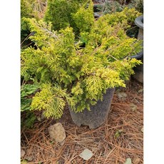 보람농자재 황금진백나무, H0.3(30cm)
