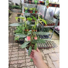 베고니아스노우캡