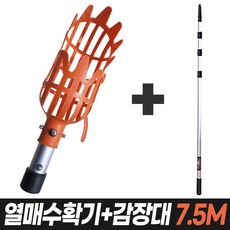 감나무장대
