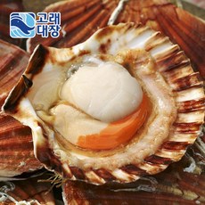 단풍가리비