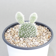 괴마옥