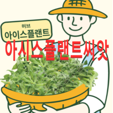 (아시아종묘)(허브)얼음채소 아이스플랜트(500립) 2봉