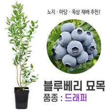 블루베리묘목 TOP01