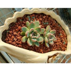 돌맹이 파쇄석 현무암 콩자갈 화단 경계석 천연다육화산석 화산암 재배토 바닥 다육난화석 곡, 01 816mm 화산암 5근