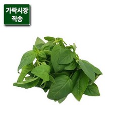 채소팜바질